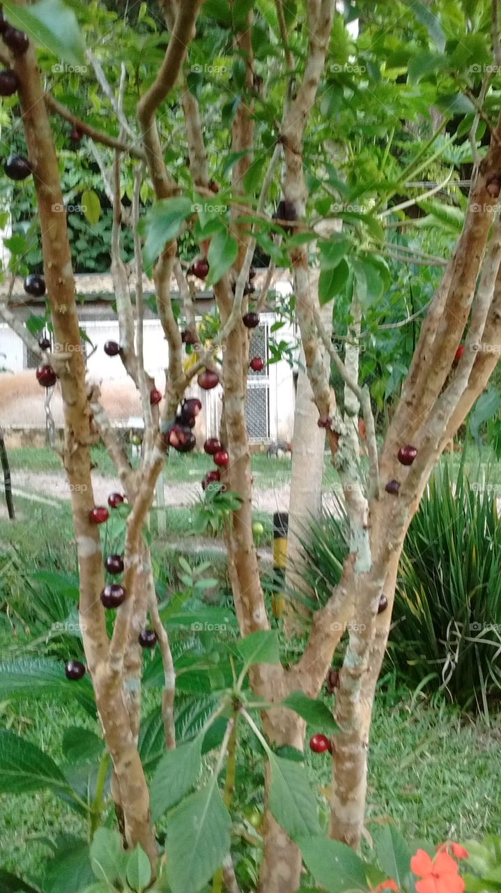 Jabuticaba brasileira produzindo seus primeiros frutos. Uma fruta deliciosa.