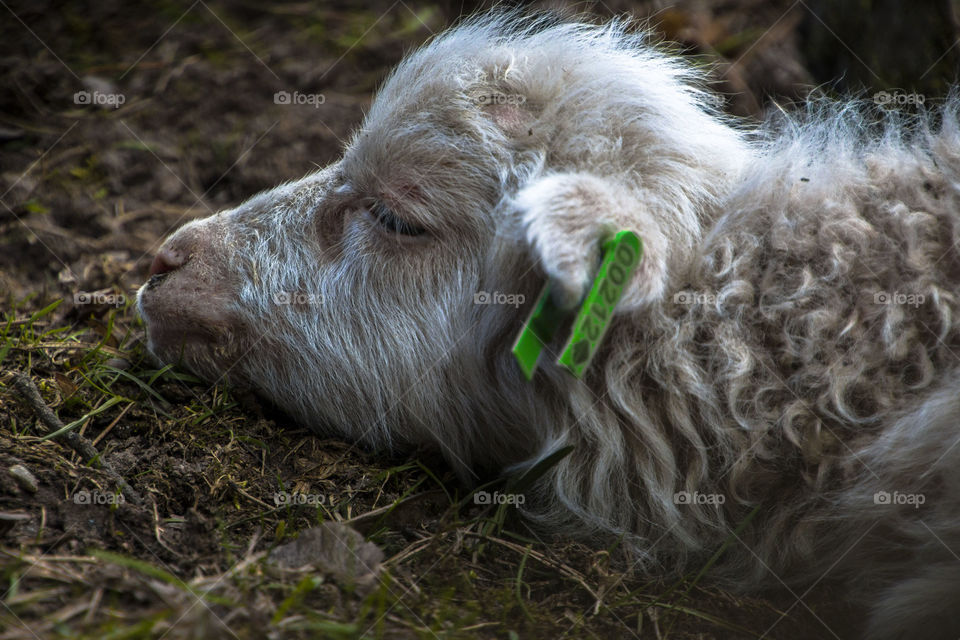 Baby Sheep in Torekällberget, Södertälje, Sweden