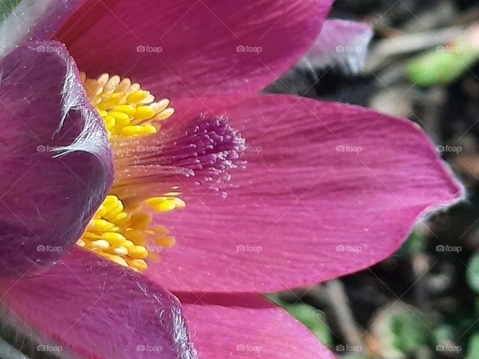 close-up  of a pink pulsatilla  flower with yellow anthers