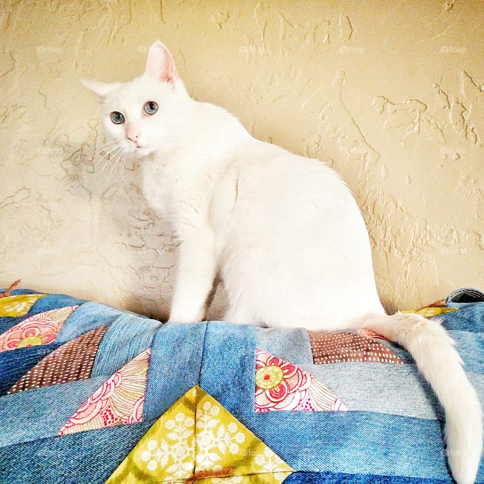 Cat on a colorful quilt