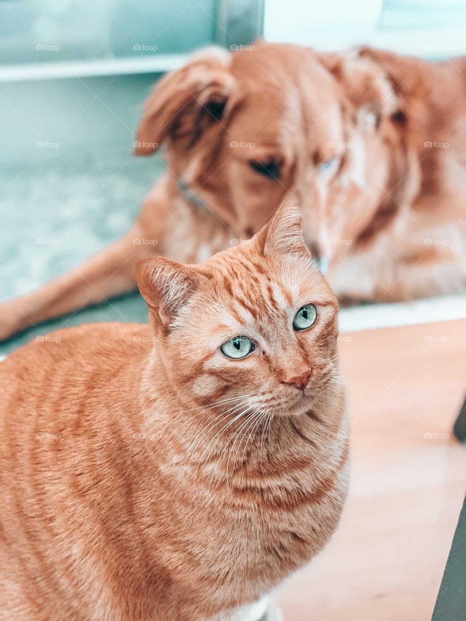 Portrait of Orange cat on indoor