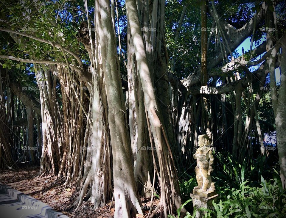 Banyan Tree at Ringling Museum