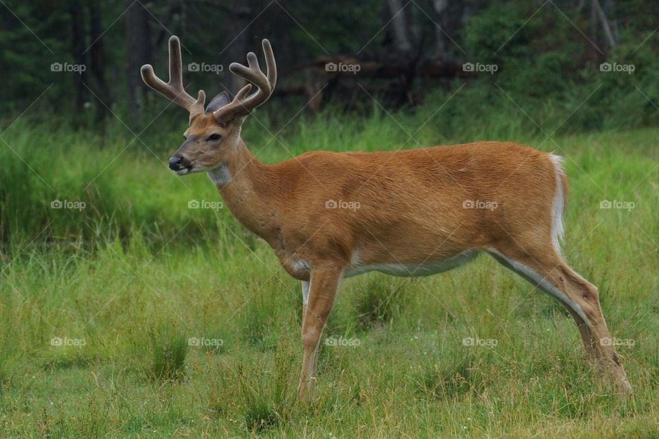 Cerf de Virginie