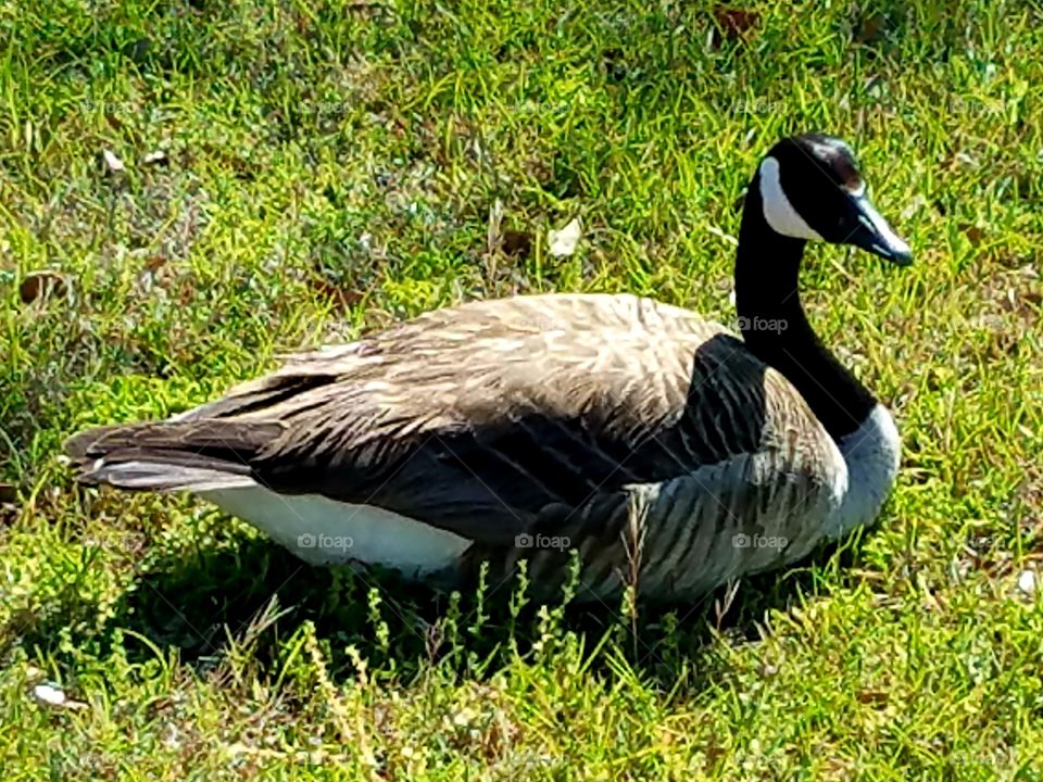 sitting goose