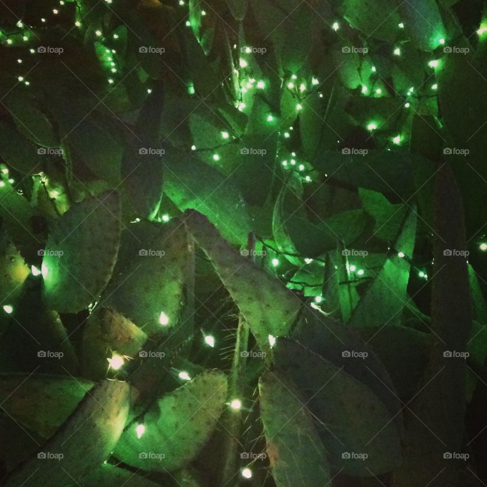 Green lights on cactus