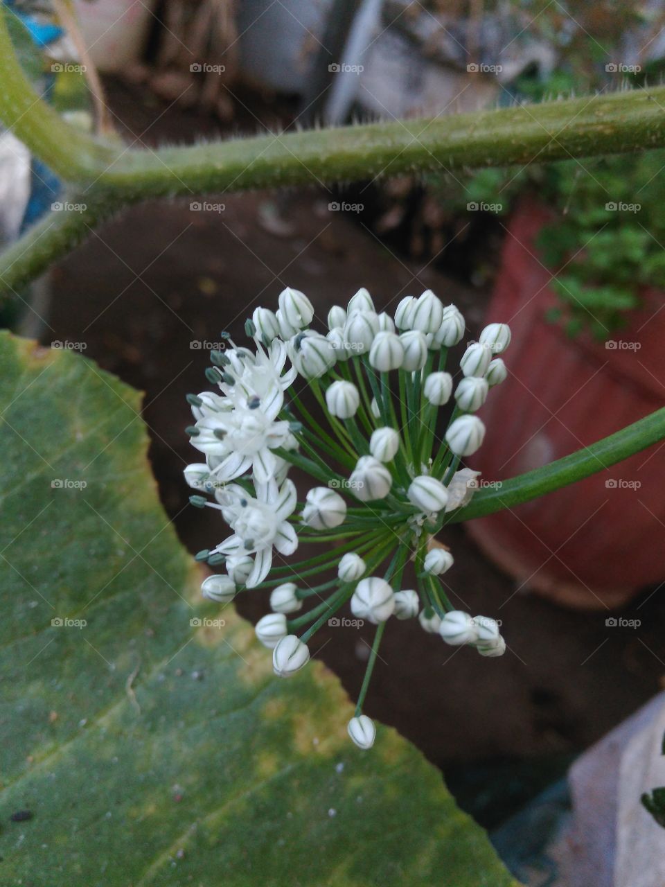 white flowers