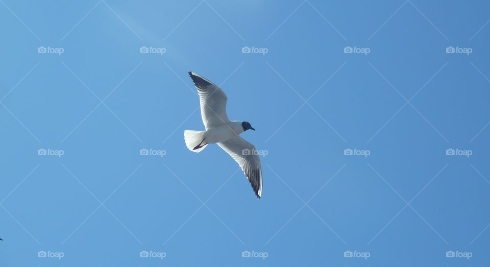 gulls over the river