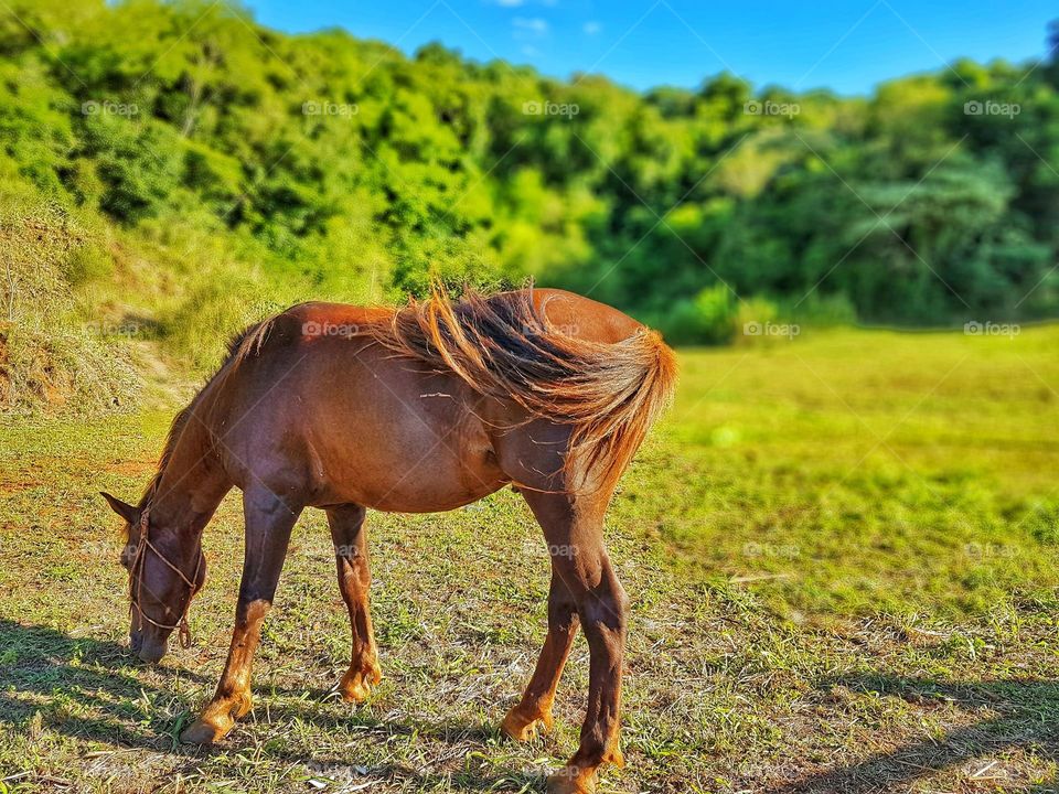 Horse grazing on pasture