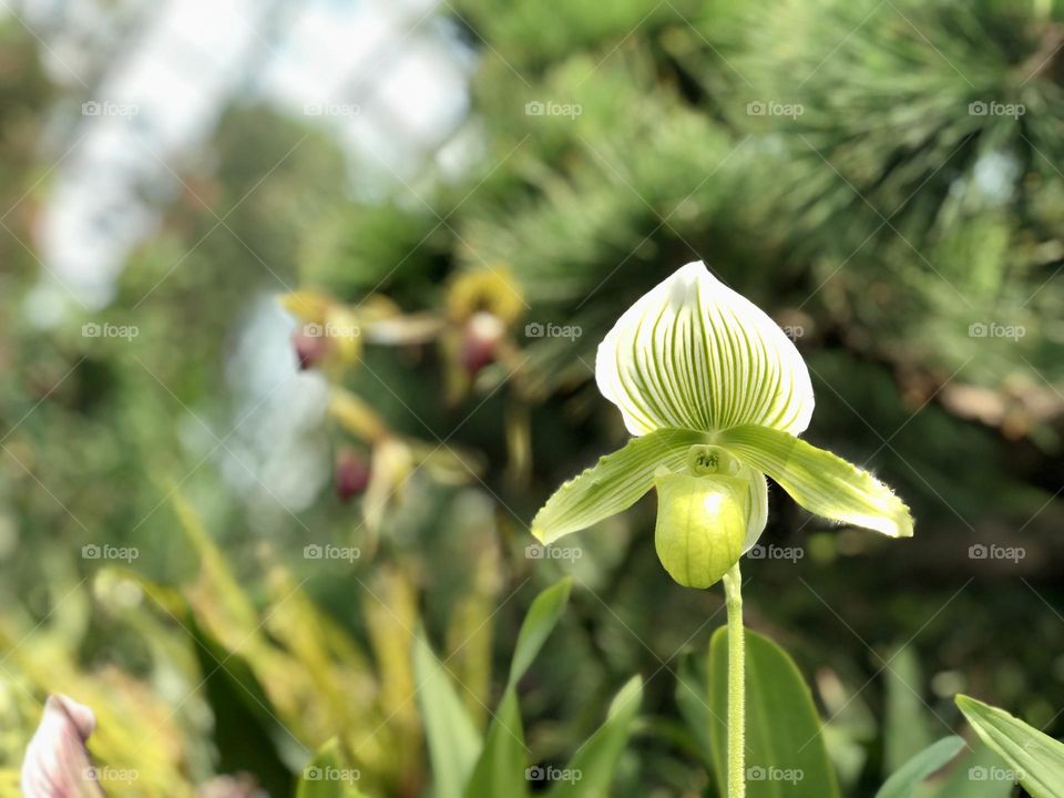 Green flower