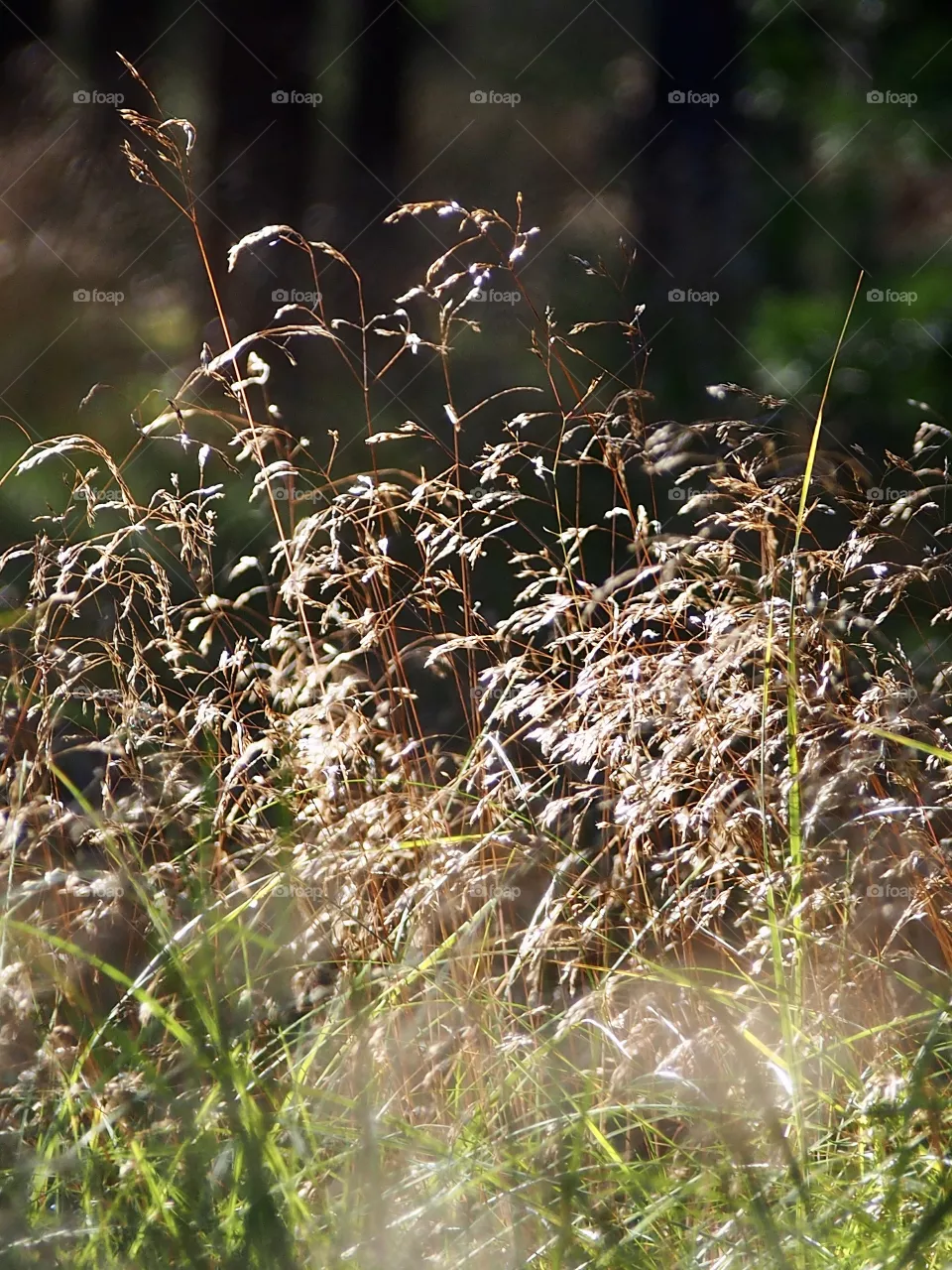 Grass