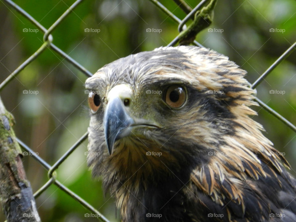 bird wildlife ecuador condor by akatz