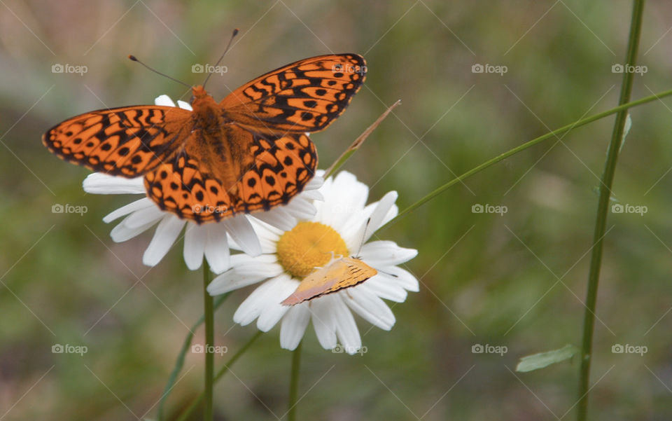 flower orange butterfly insect by dbeck03