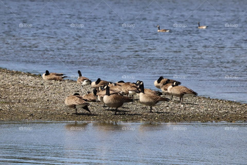 Geese swimming 