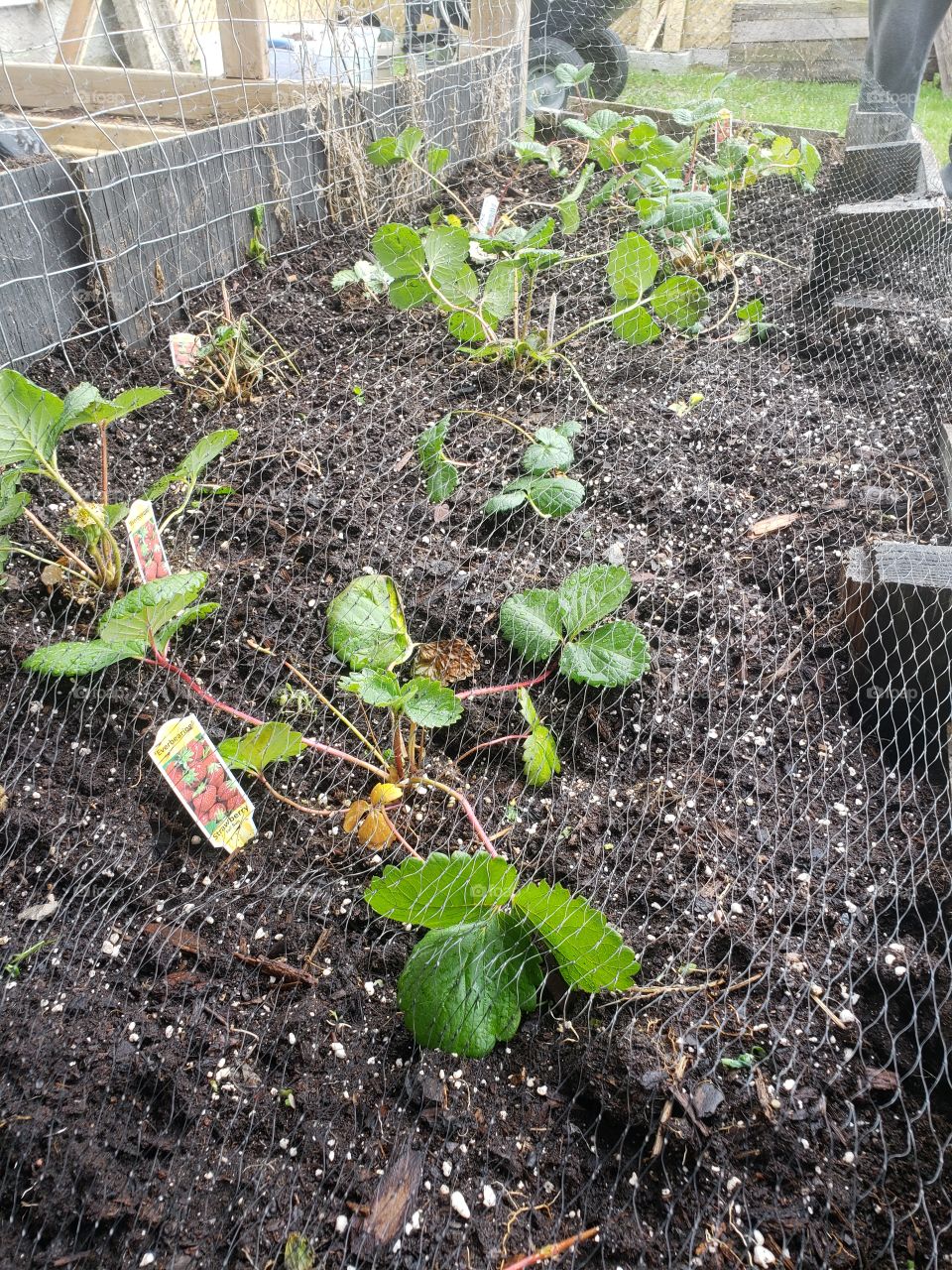 🍓Strawberries 🍓