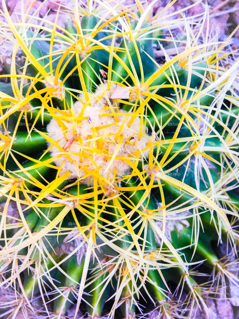 Cactus