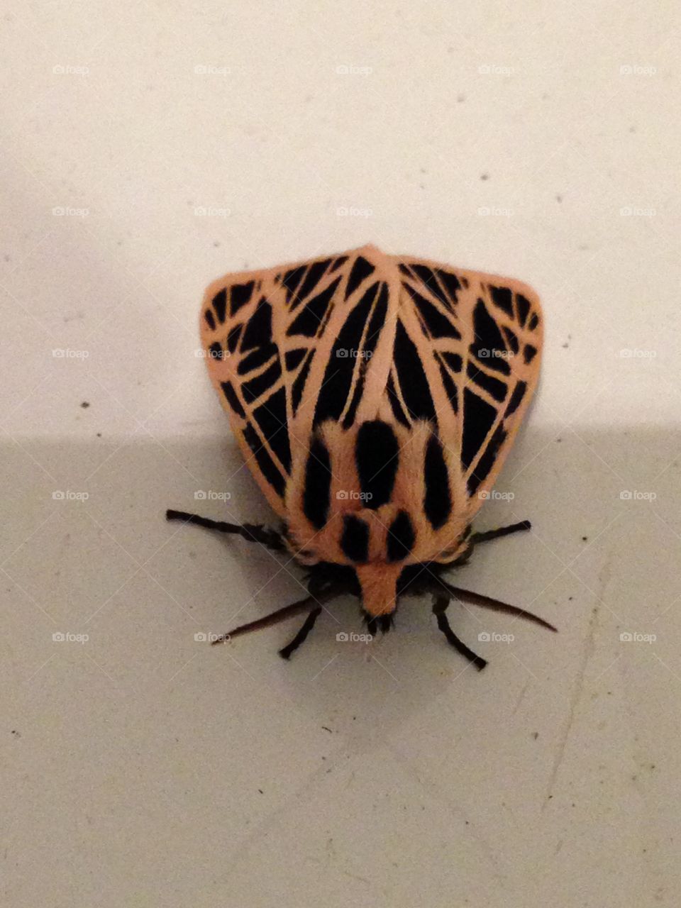 Neat moth