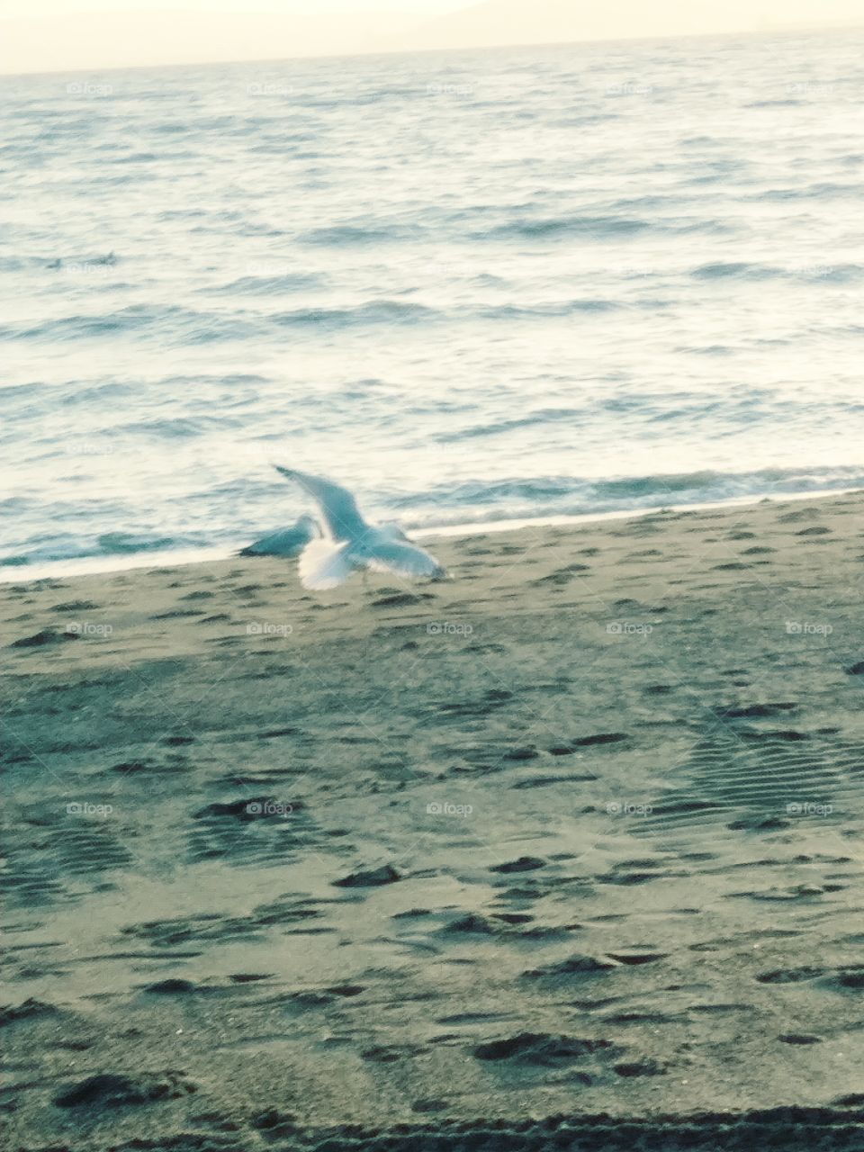 Seagull beach