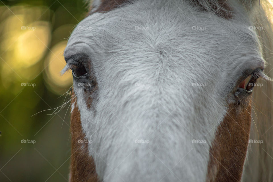 Magic horses