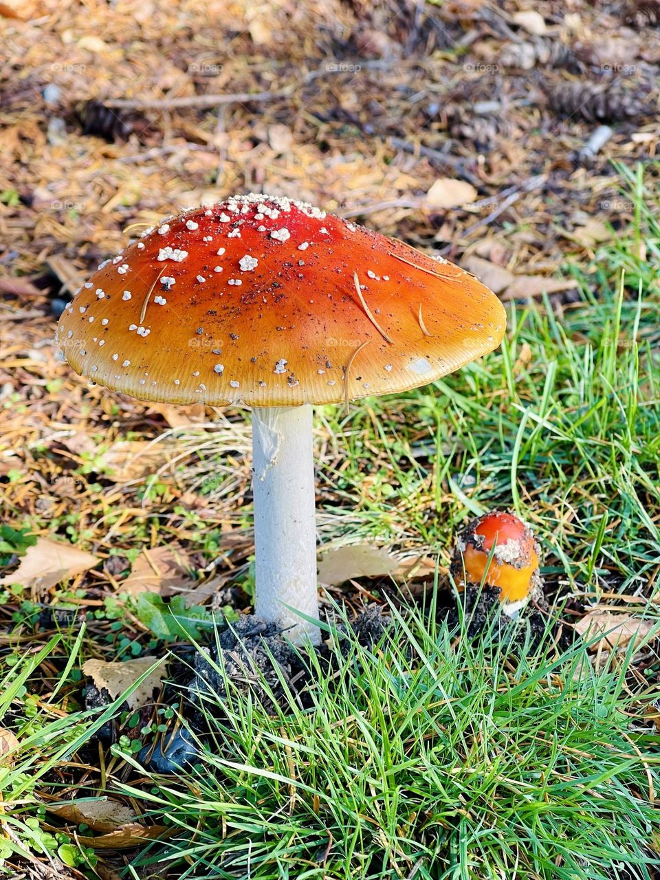 Red mushroom in the forest 