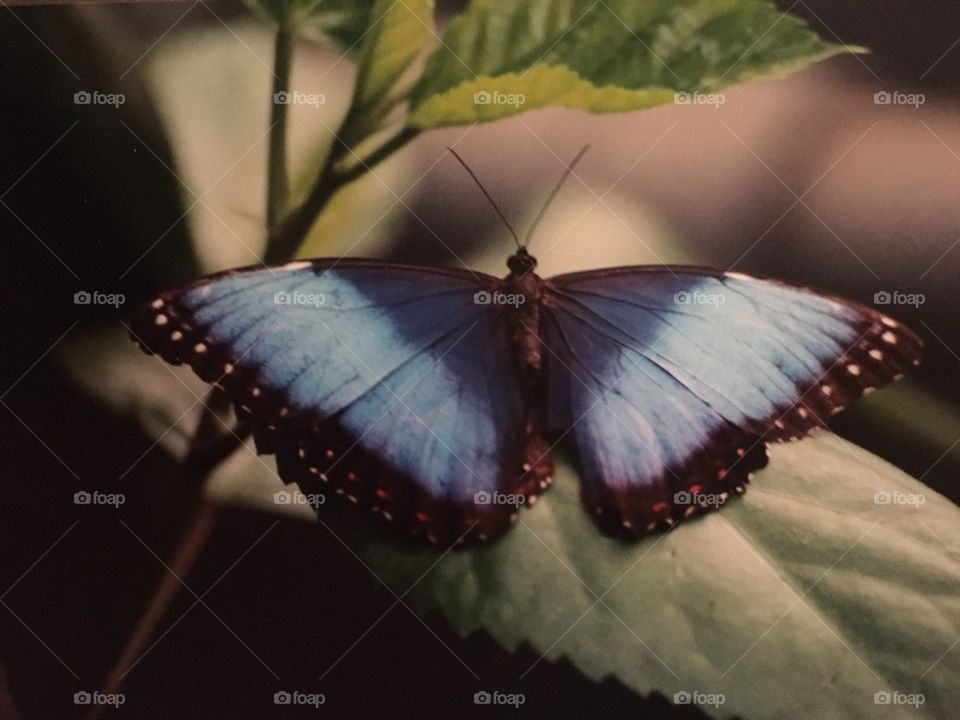 Butterfly at Magic Wings