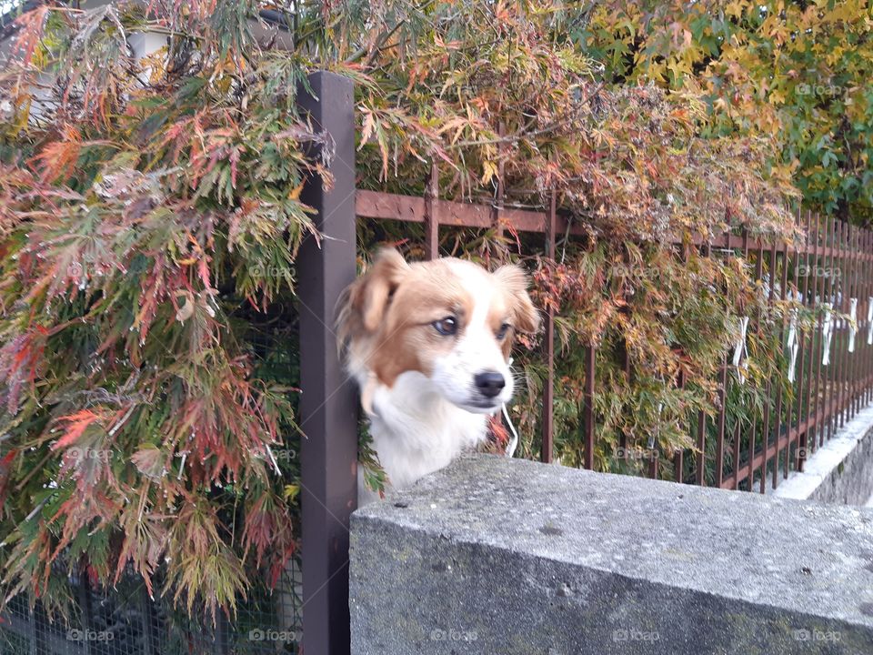 white and red little smart dog