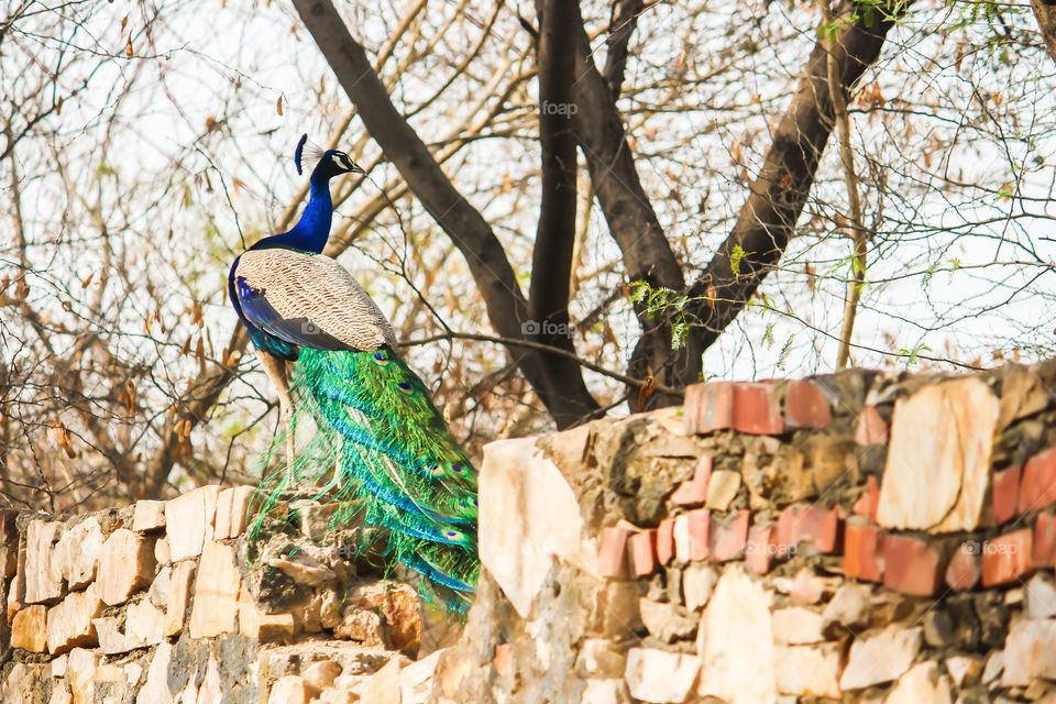 Peacock walking on the forest