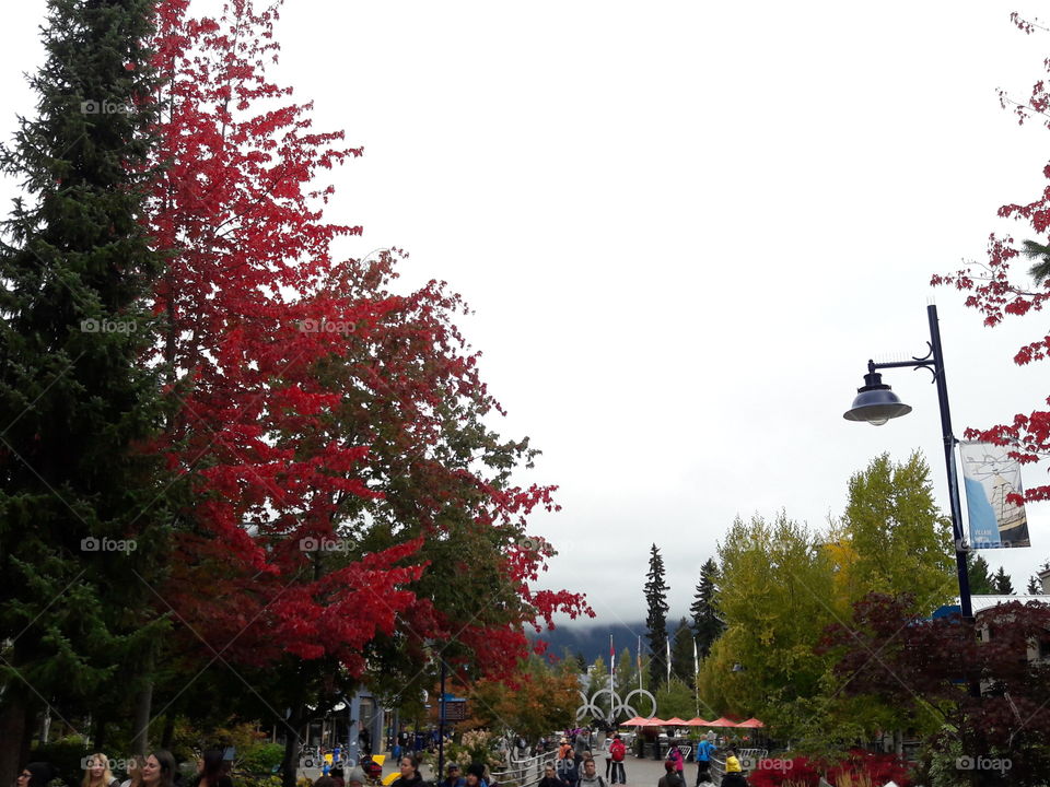 Red tree at Whistler