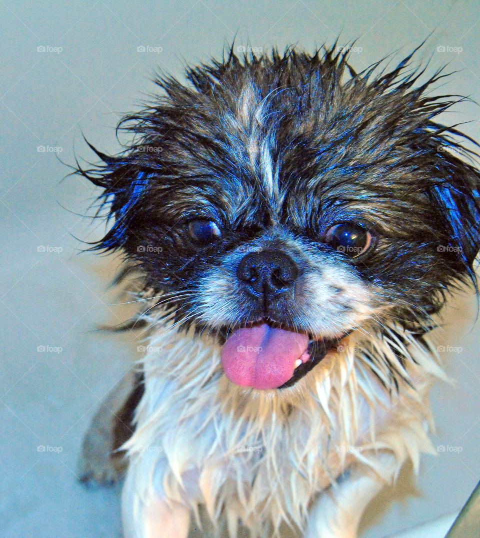 Pekingese dog getting a refreshing bath