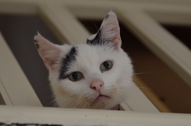 cat