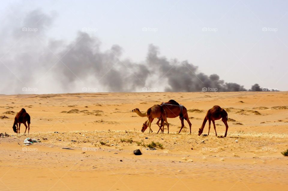 Smokey Desert . Driving through desert in Saudi Arabia to Qatar . 