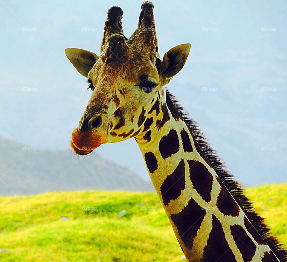 Close-up of a giraffe