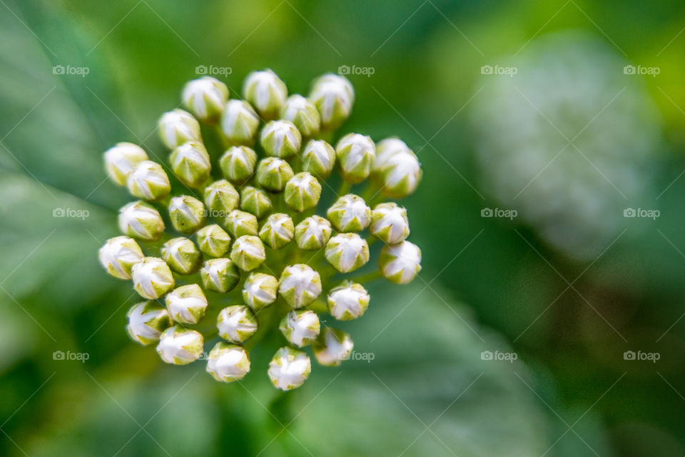 White flowers