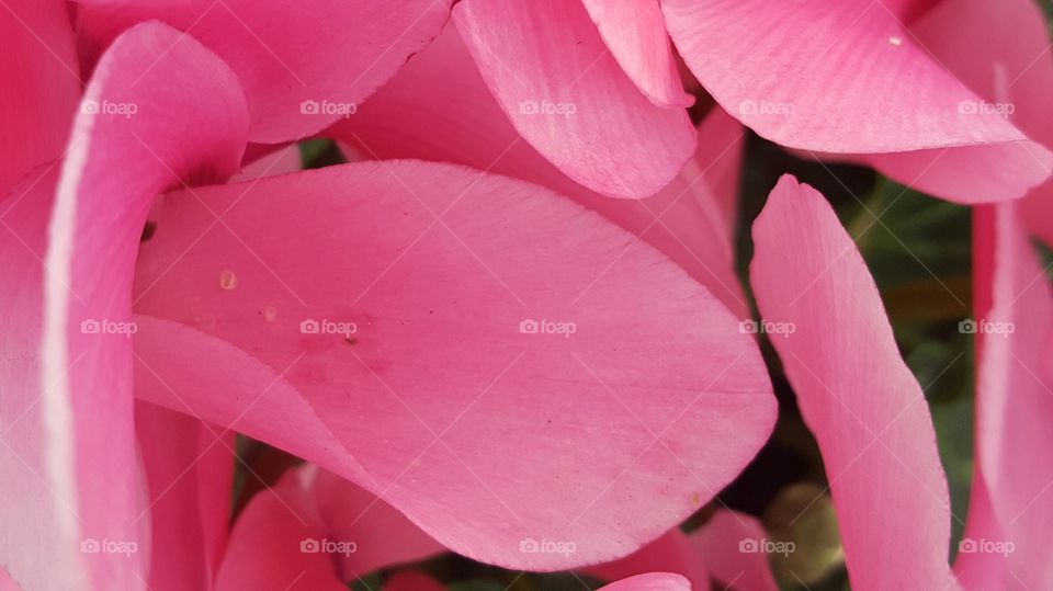 pink flower petals