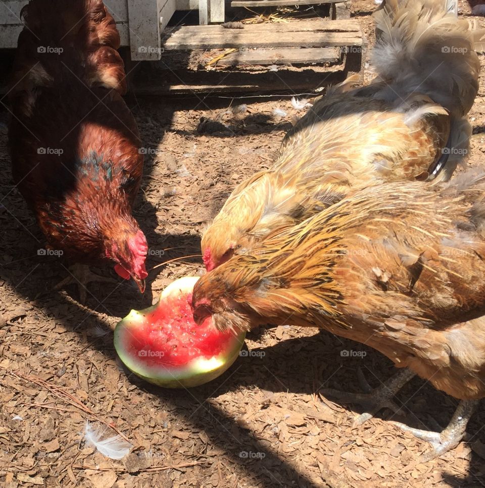 Chickens enjoying a watermelon treat on a hot day
