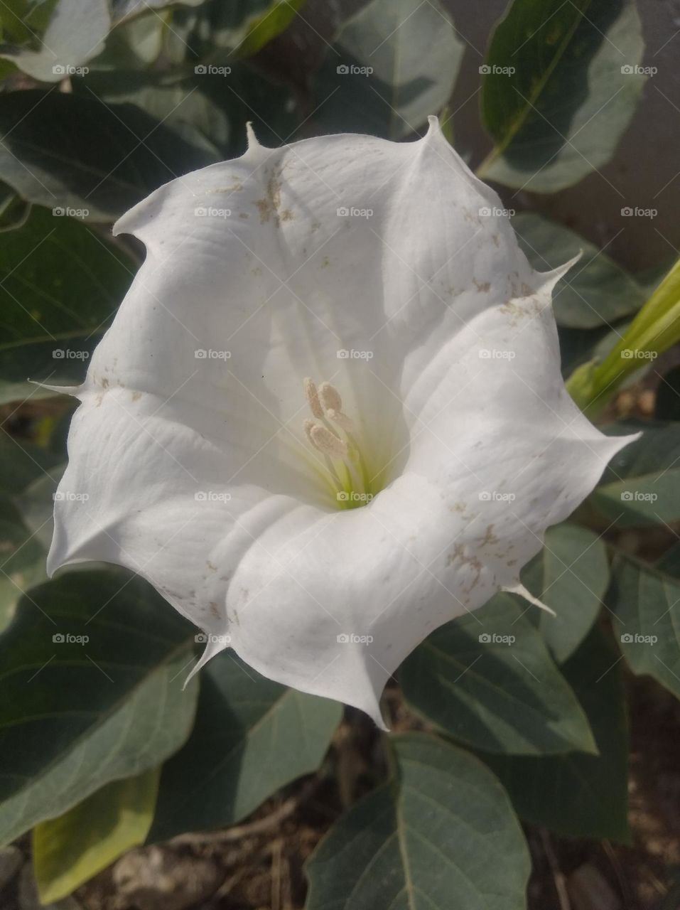 the Datura Flower white in colour looks very beautiful generally found everywhere fresh seasonal looking very beautiful