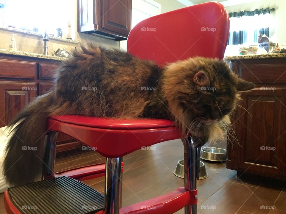 Shaggy, our senior Maine Coon on a kitchen step stool/chair. 