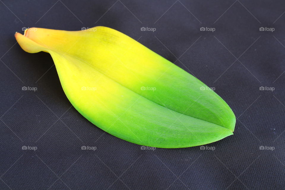 green leaf