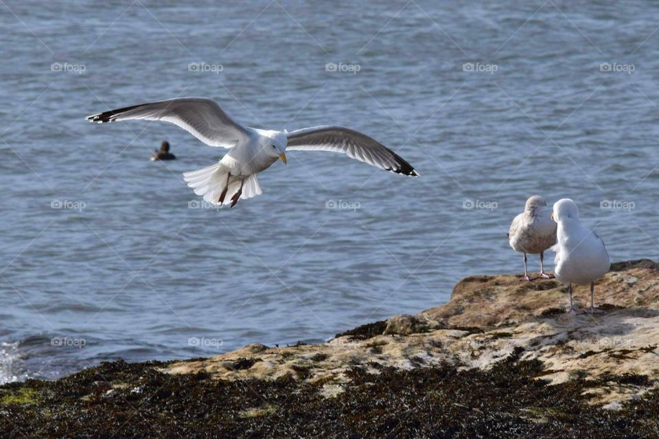 Common Gull landing on the rocks