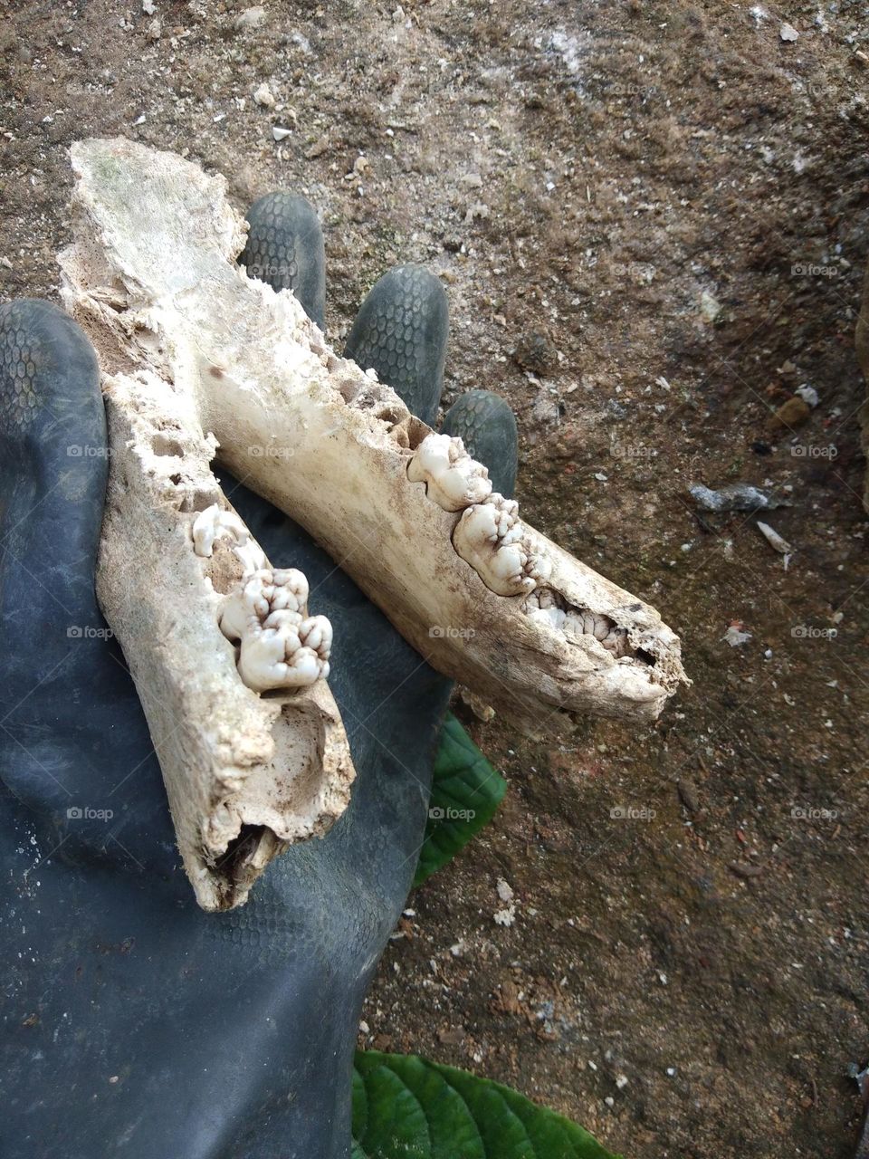 This is a jaw of a wild pig..🐷..I found this from beside my home yard.. I extracted these tooths and bring to my school science exhibition ...
