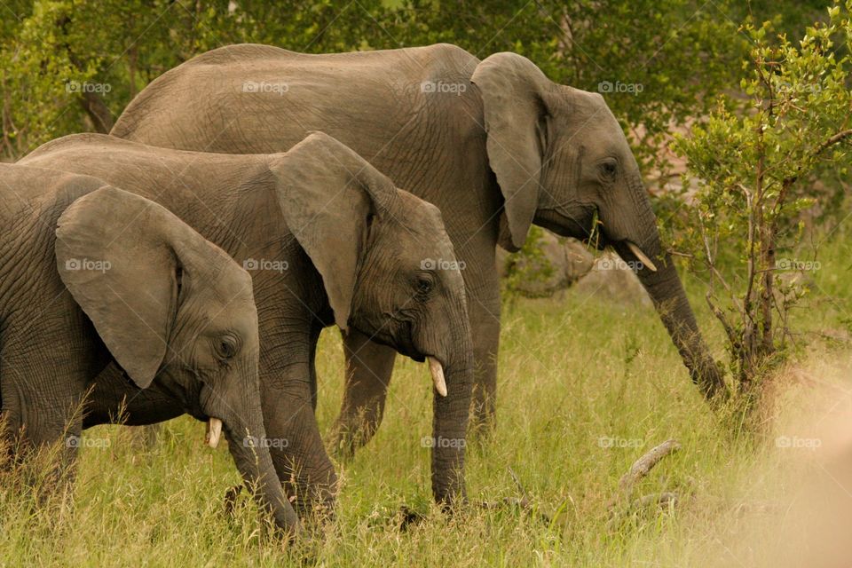 A rare view of three elephants grazing while perfectly lined up for an amazing photo. 