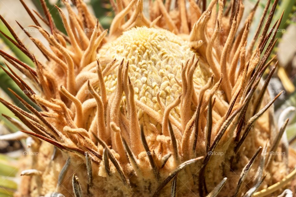The crown of Giant Cycad or King Sago Palm with new leaves coming up