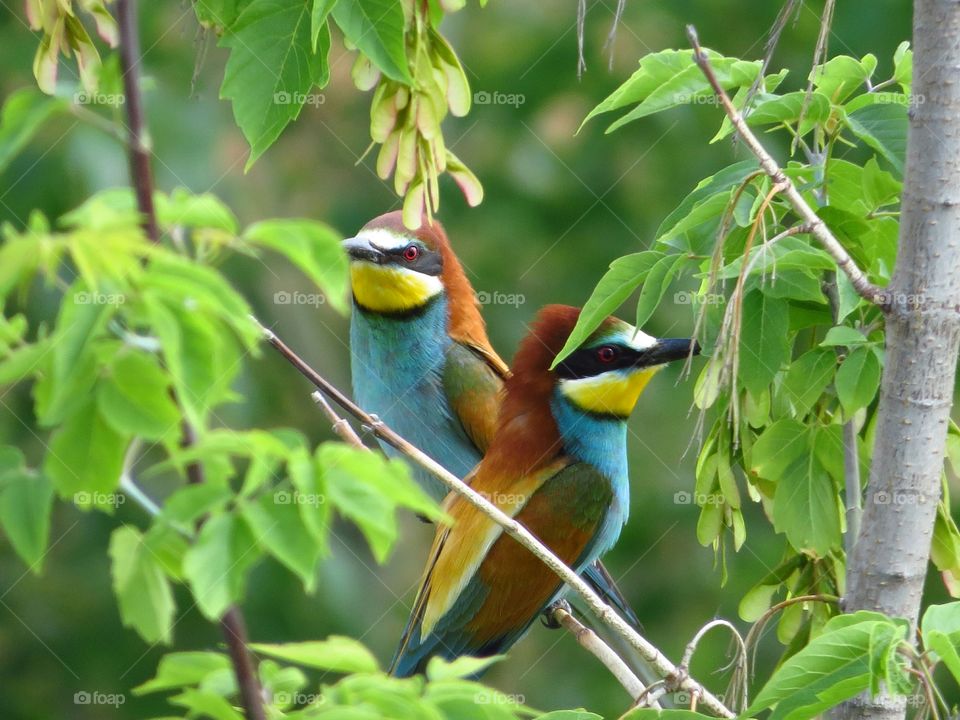 colored birds in nature