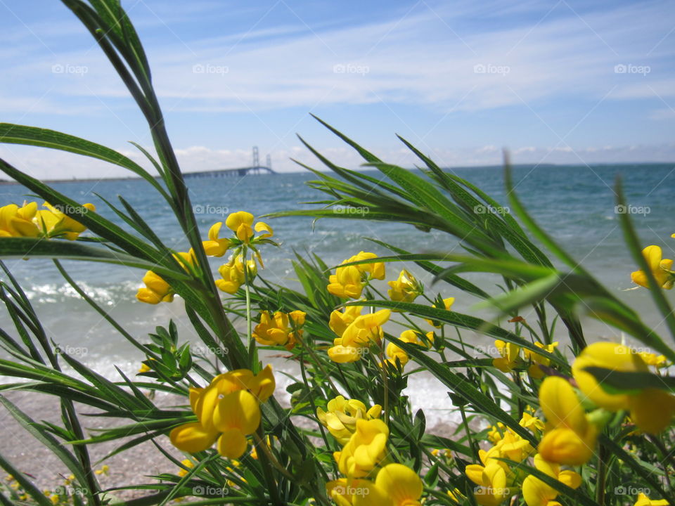Mackinaw bridge and yellow flowers