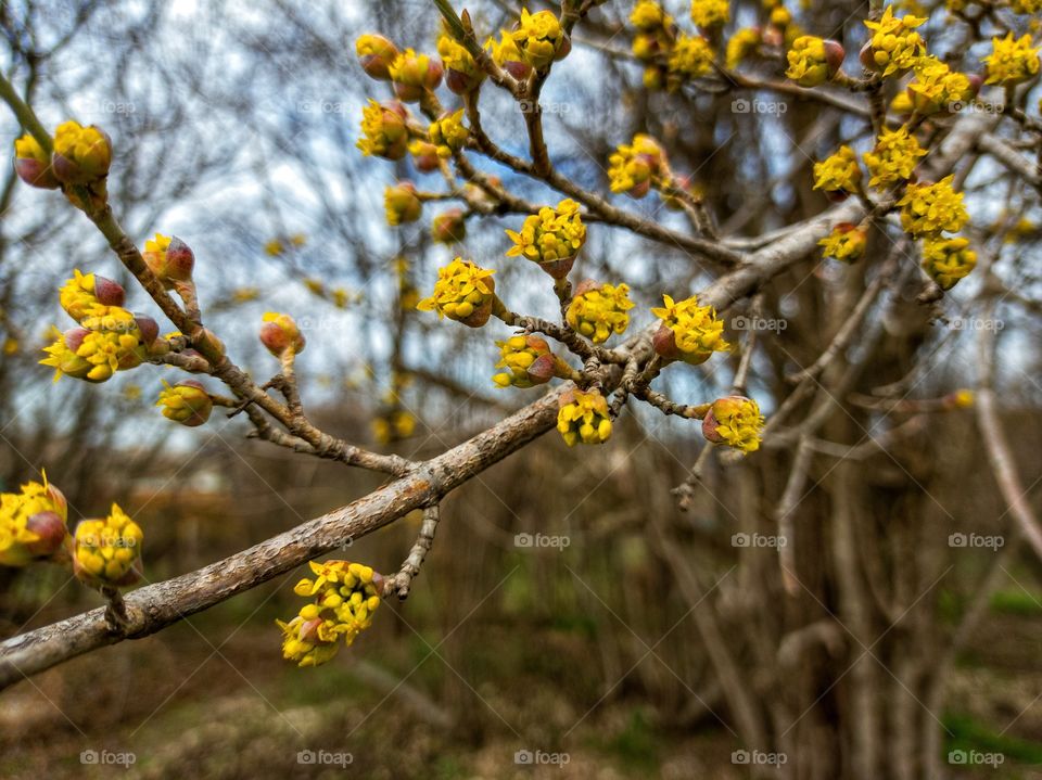 Dogwood blooming. March.