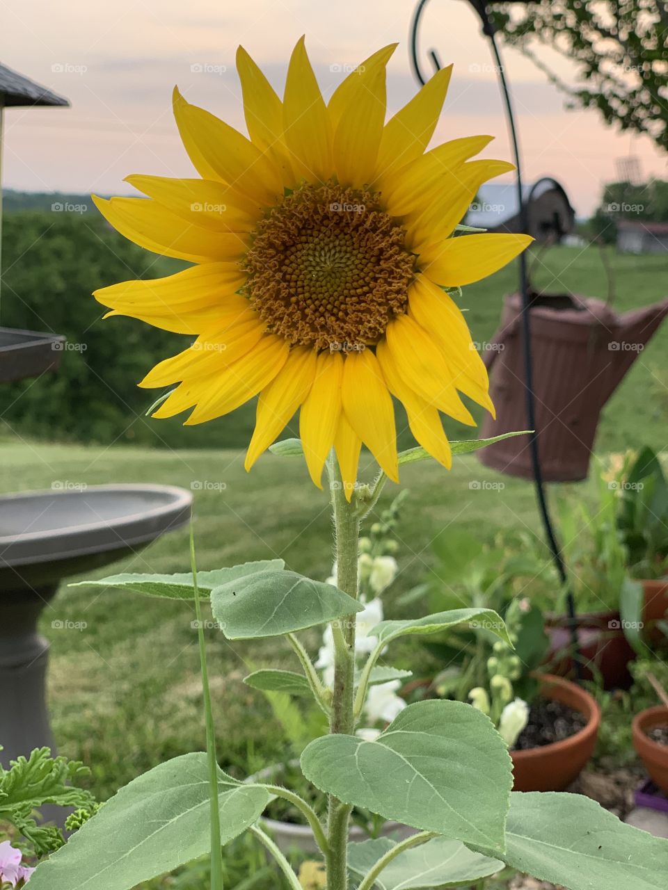 Sunflower 