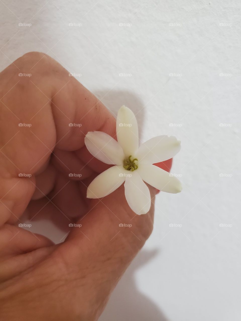 miniature fraga t gardenia