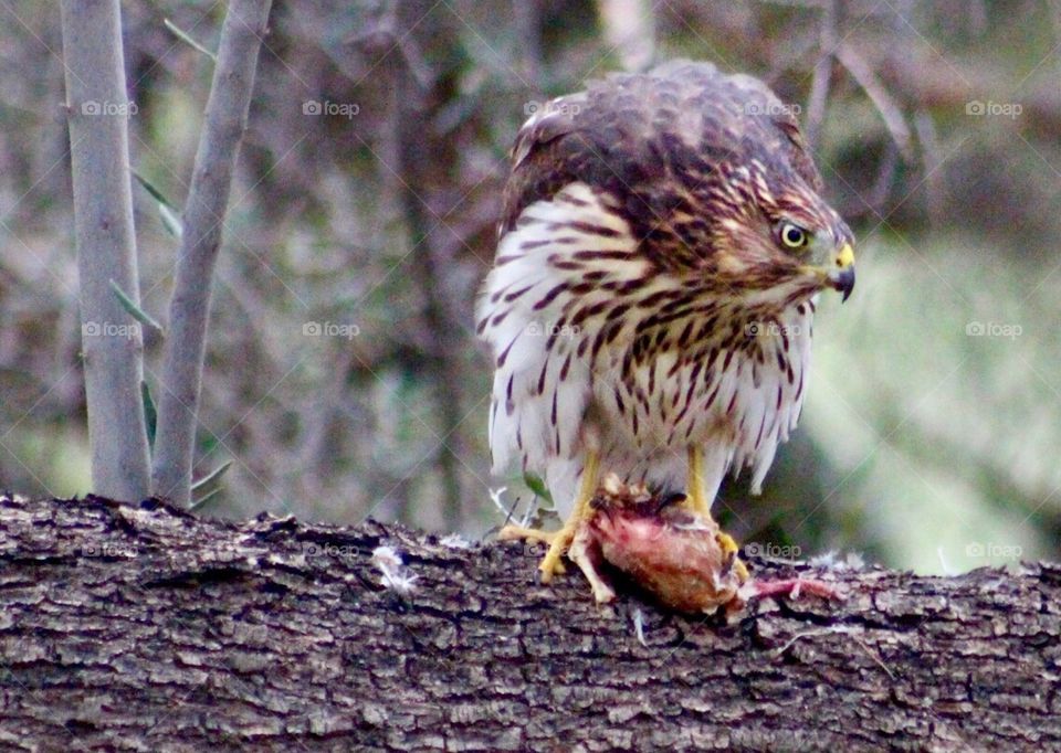 Hawk with prey