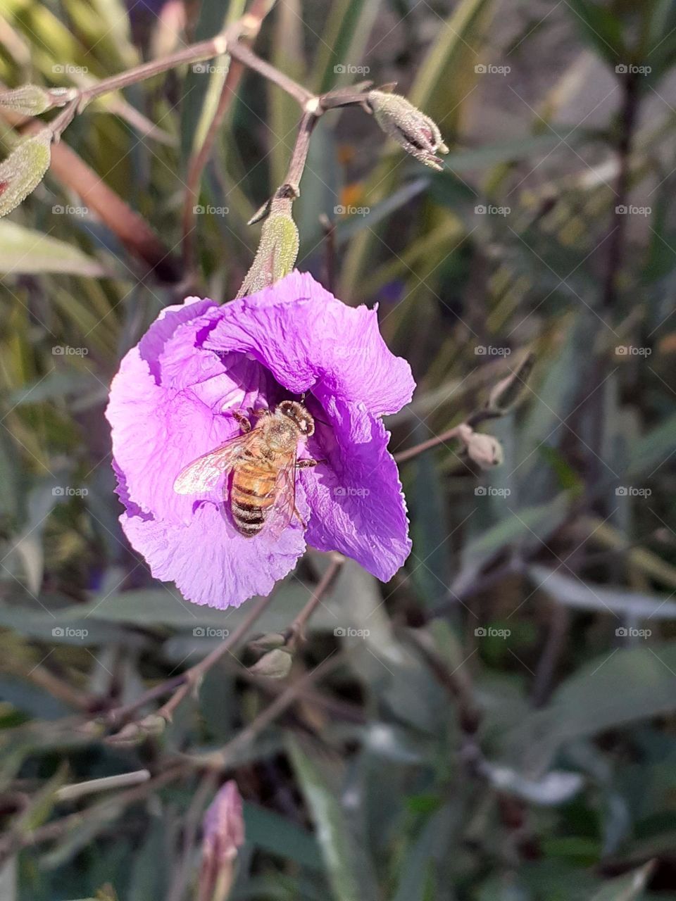 abeja en una flor morada