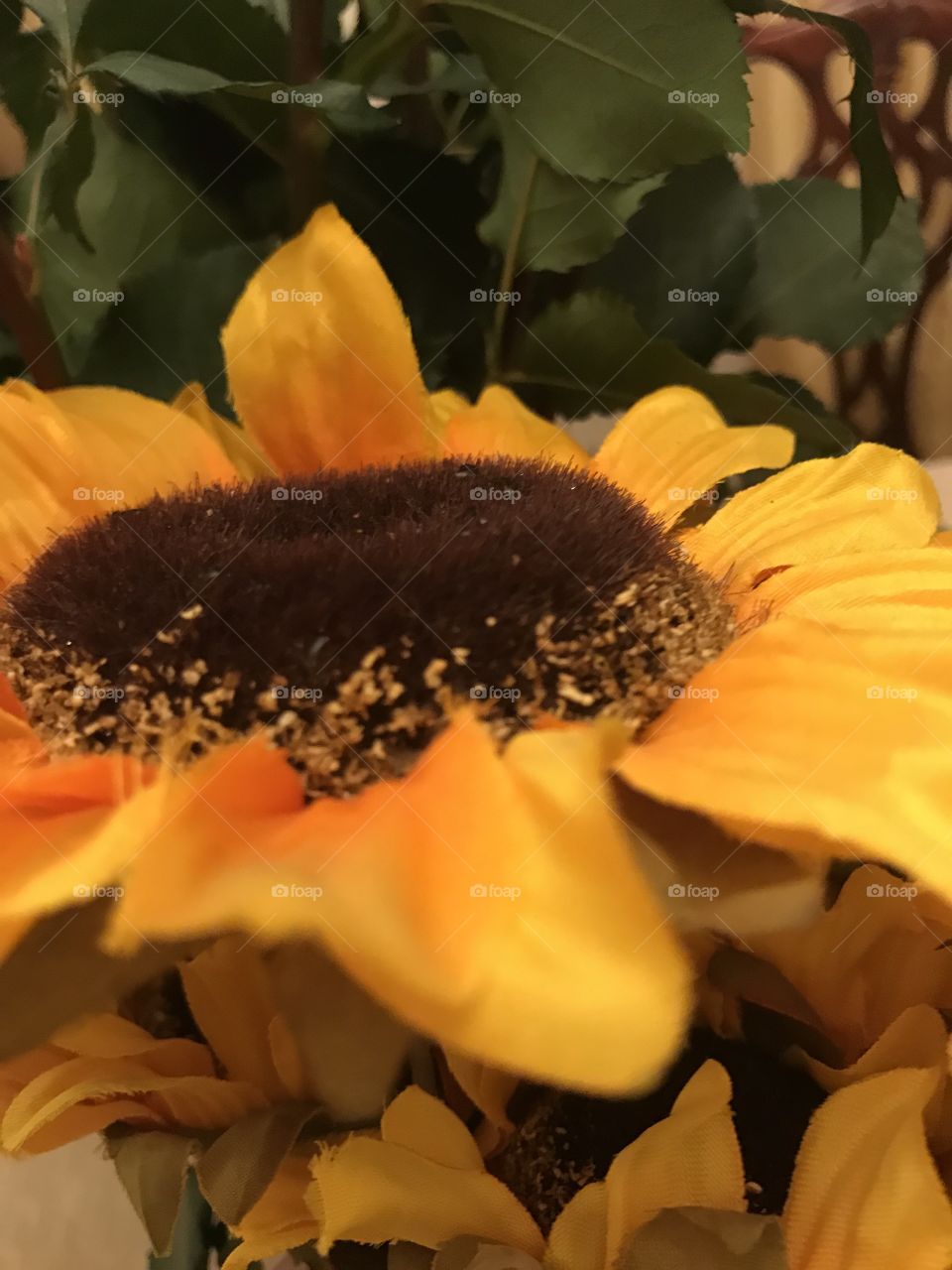 Sunflower, thousands of tiny dots surrounded by yellow petals.