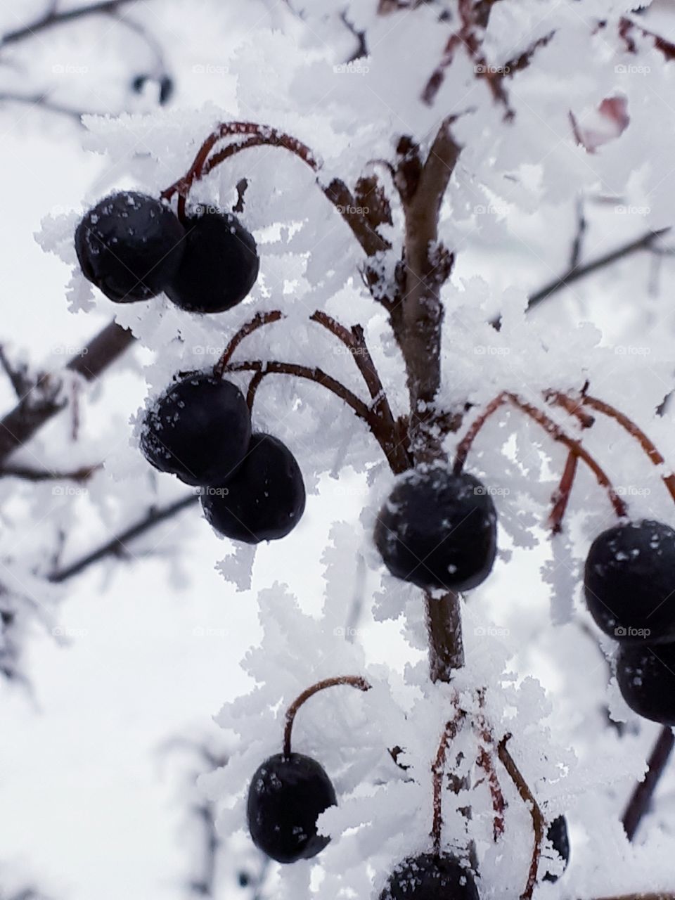 Shrub with black fruits under snow